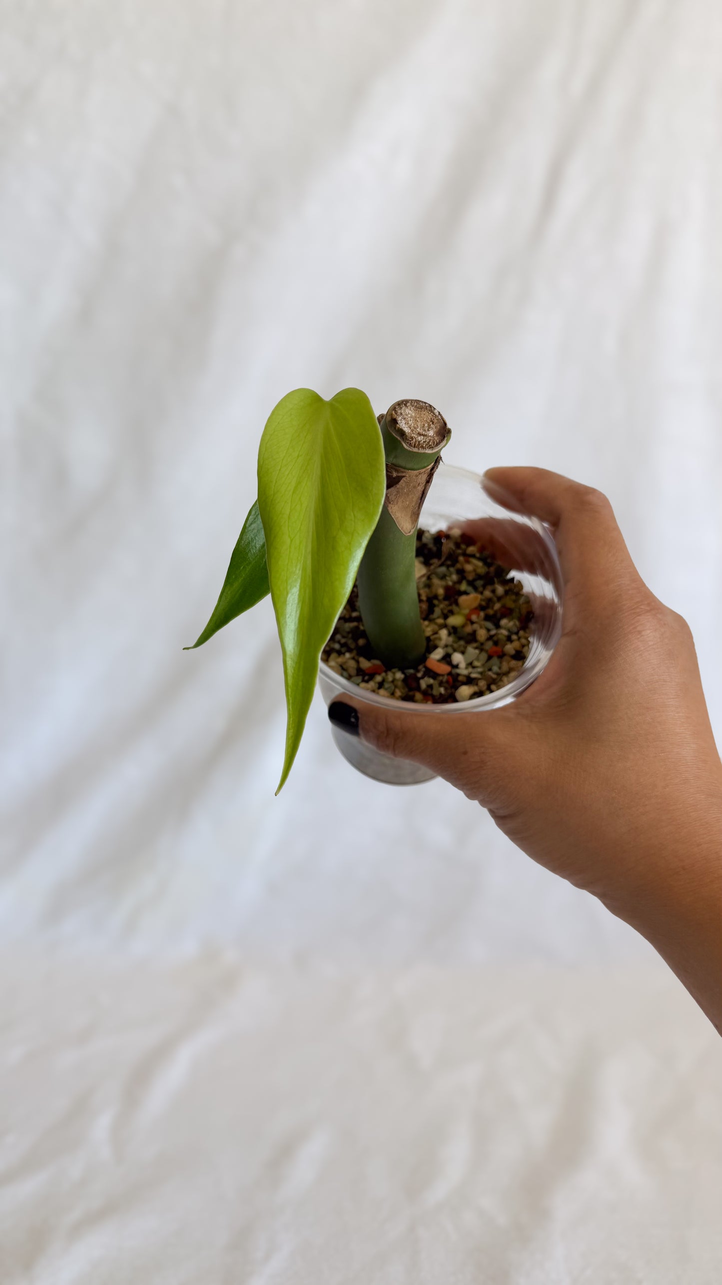 Monstera Burle Marx Flame	C4