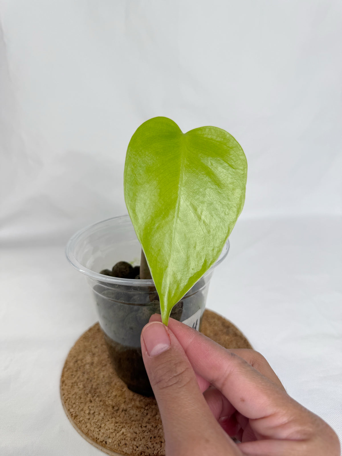 Monstera Sierrana	C4