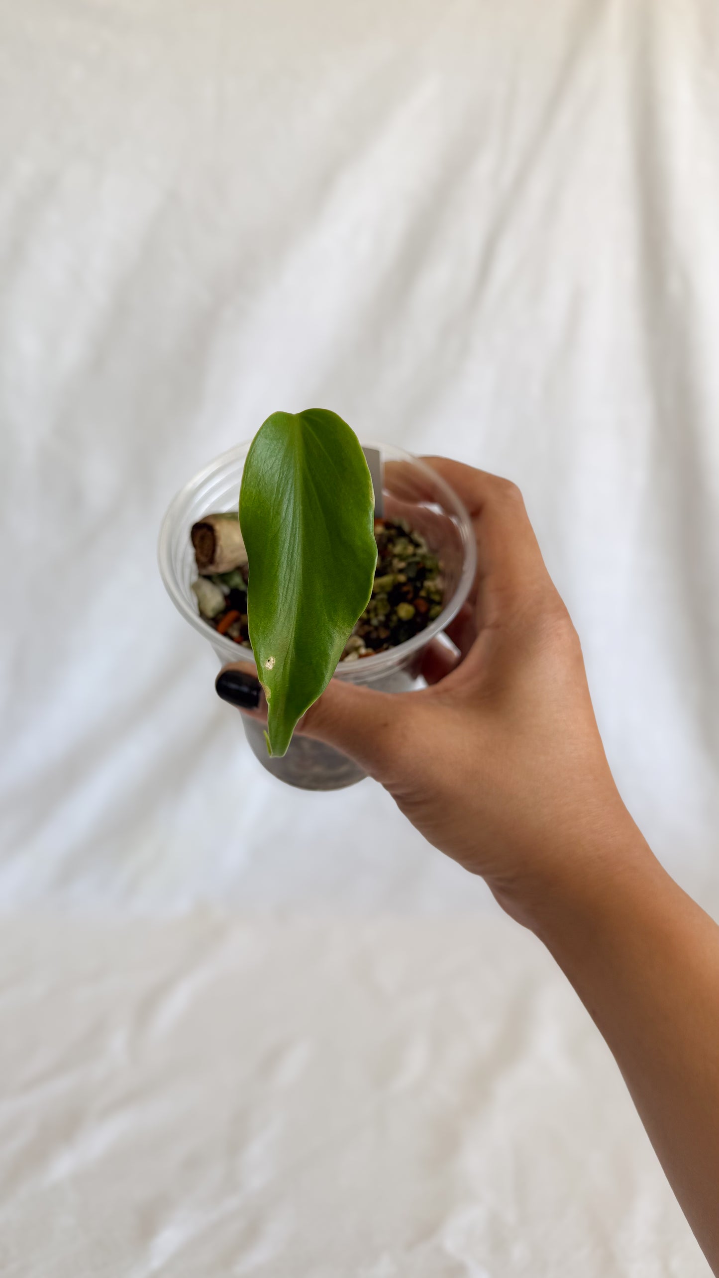 Monstera Burle Marx Flame	C5