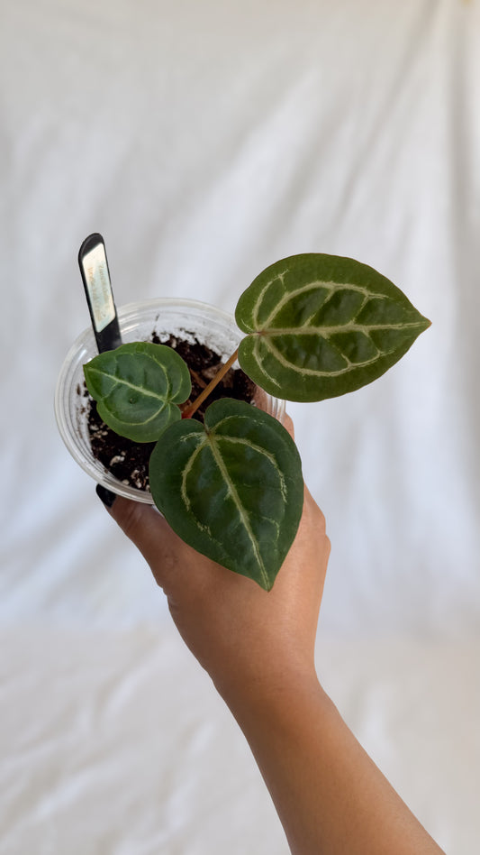 Anthurium (Zara x Michelle) x Red Crystallinum	C6
