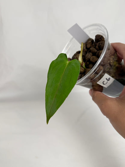 Anthurium FSRL x (dressleri x carlablackiae) F2	C6