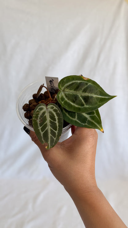 Anthurium HU (KOS) x Red Crystallinum (2 growth points) C7