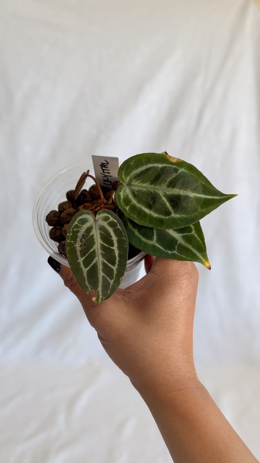 Anthurium HU (KOS) x Red Crystallinum (2 growth points) C7