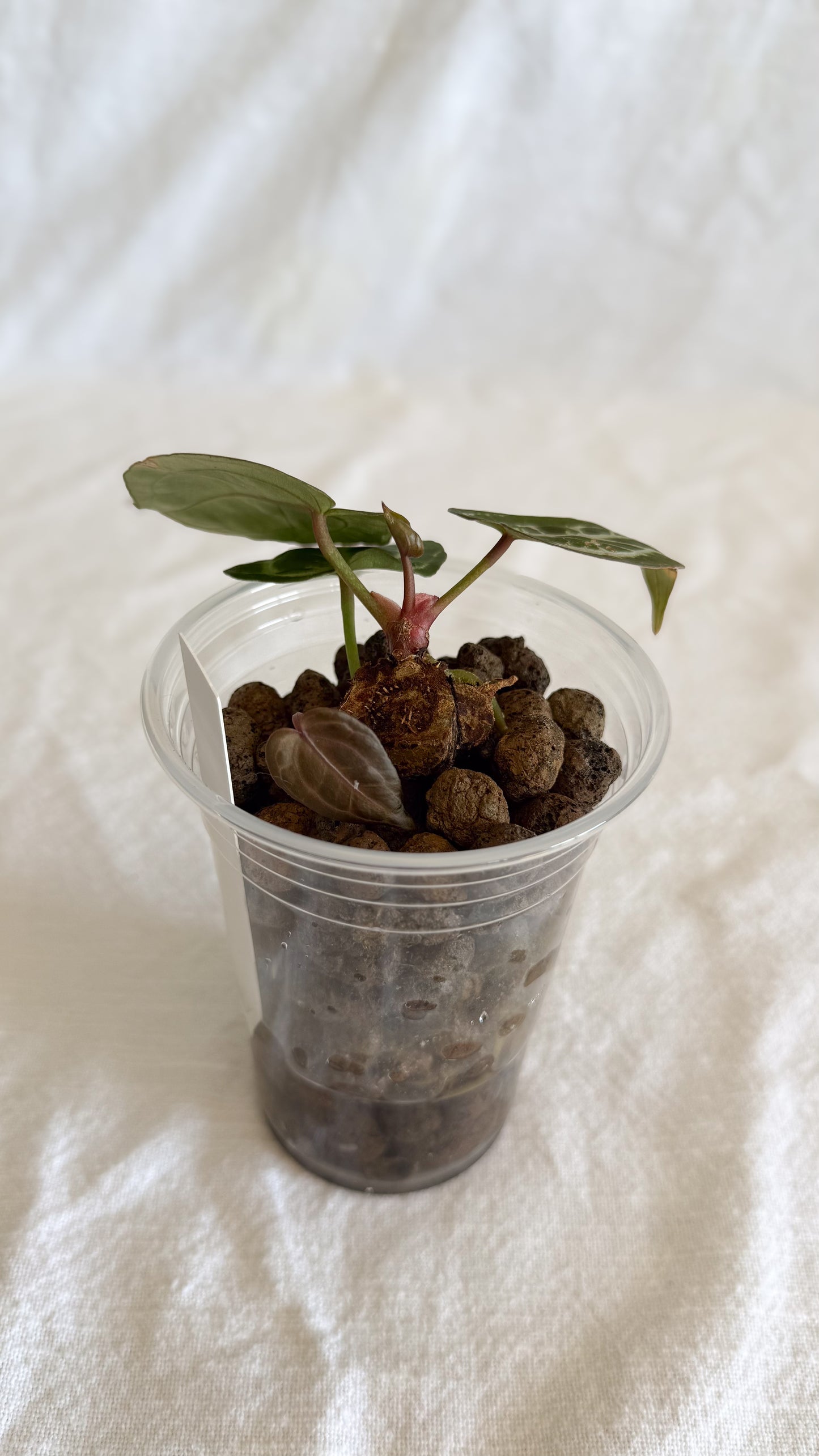Anthurium HU (KOS) x Red Crystallinum (2 growth points) C7
