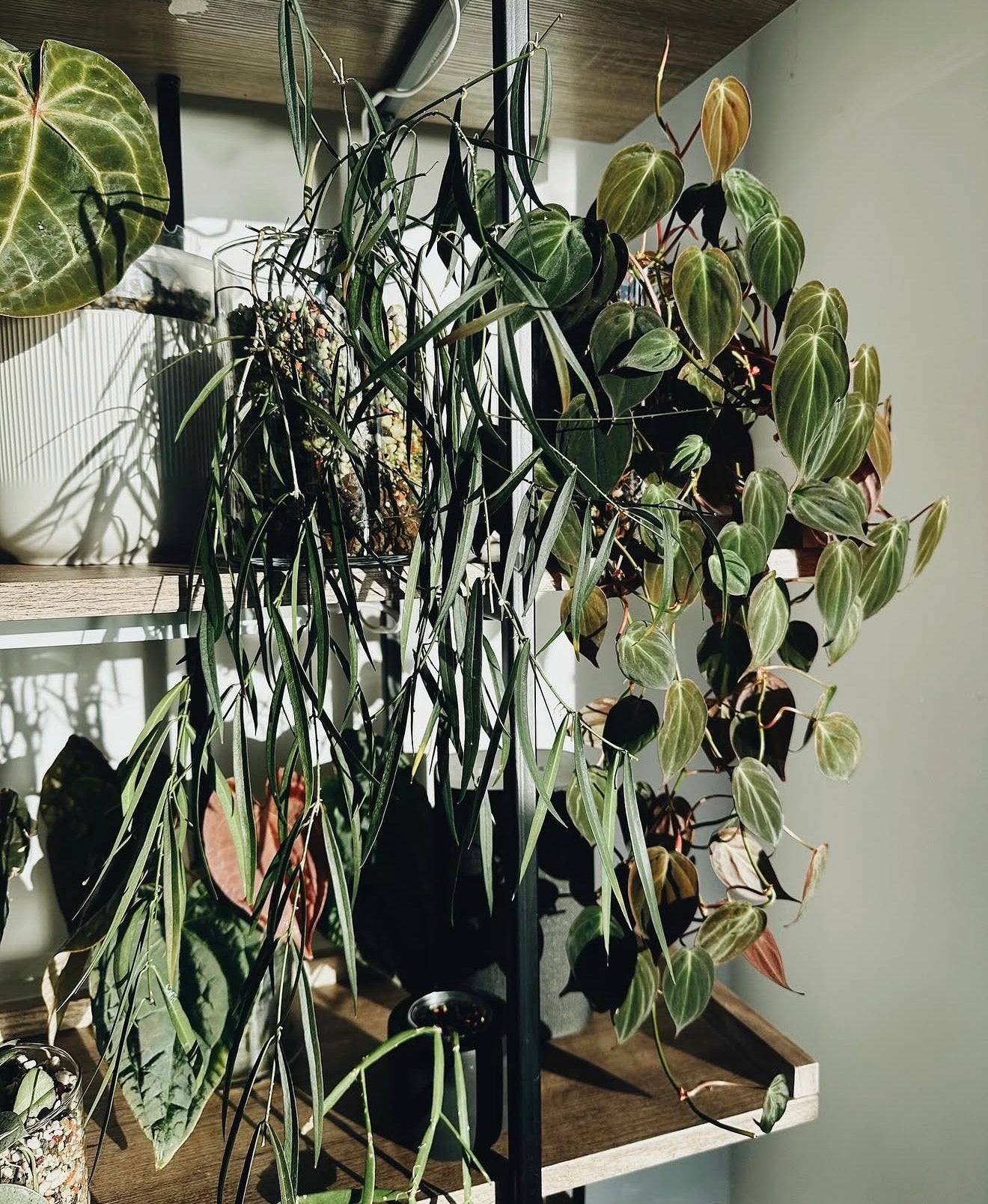 Hoya Yves Rocheri	C9