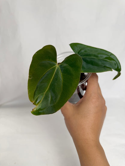 Anthurium FSRL x (dressleri x carlablackiae) F2	C9