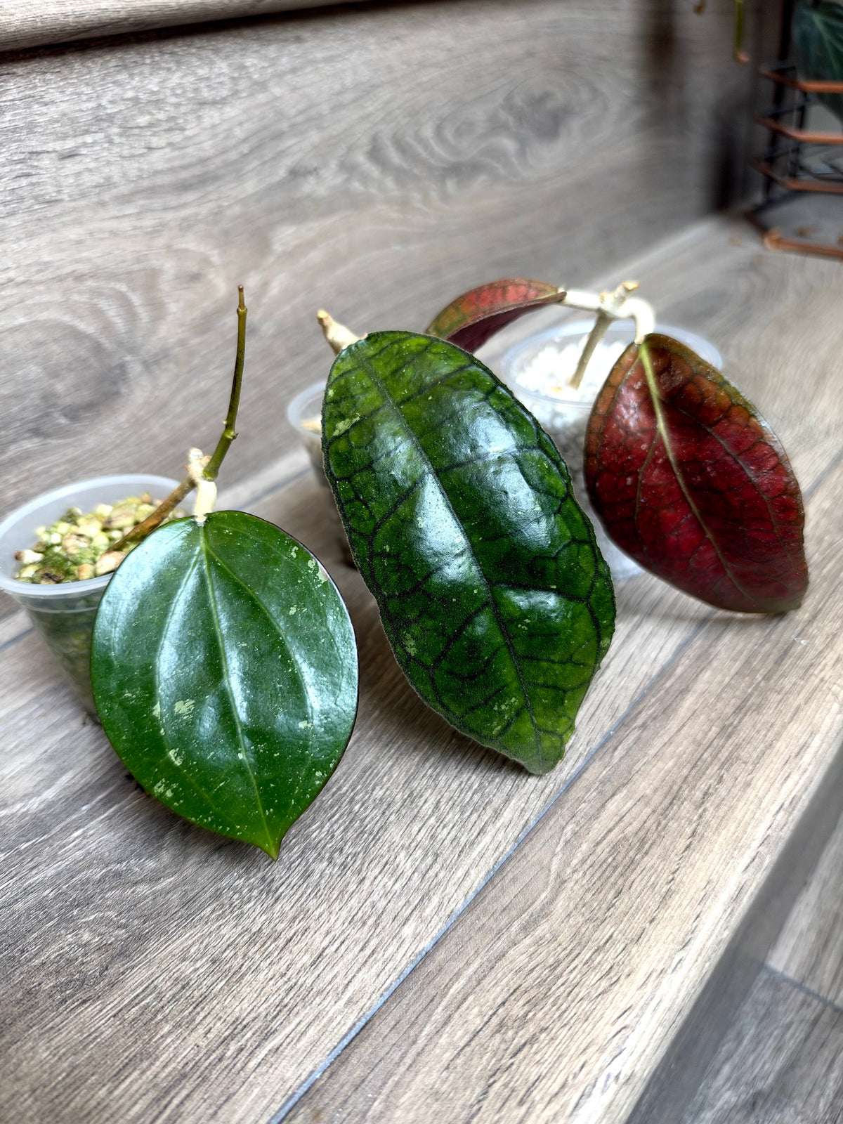 Hoya combo 1	J1