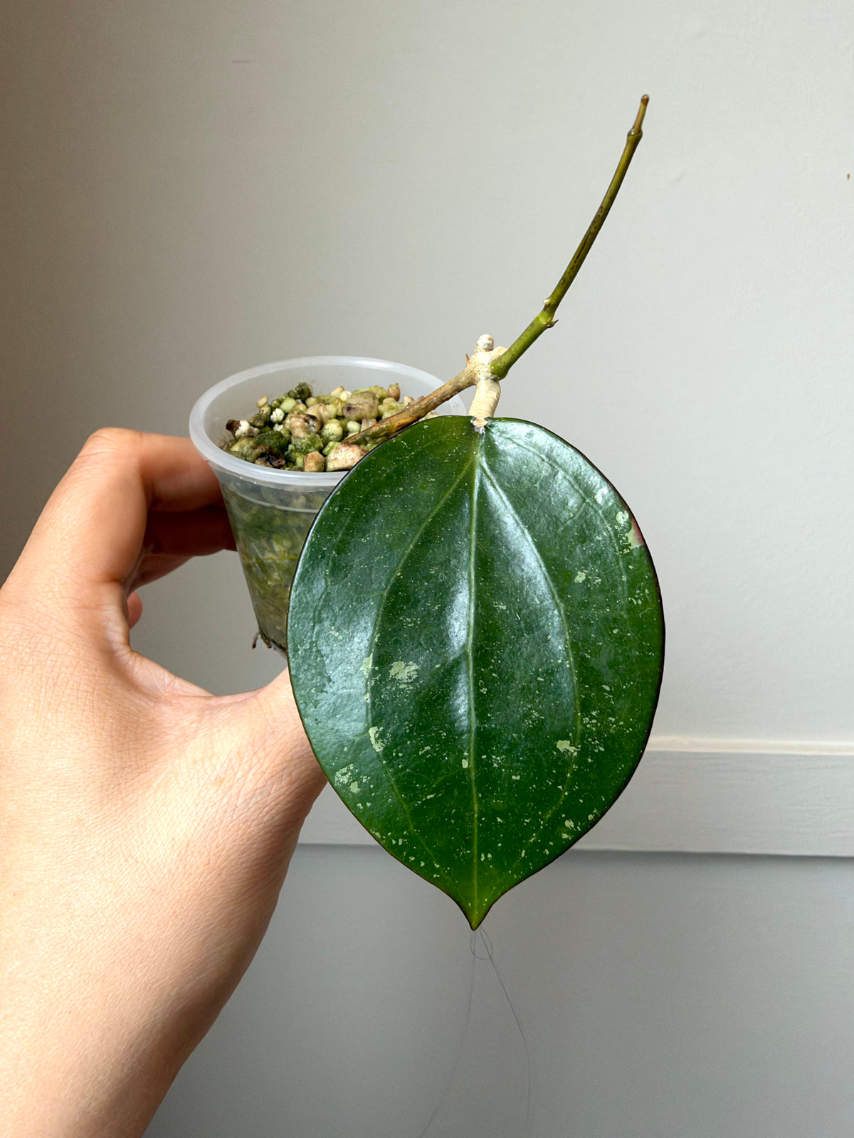 Hoya combo 1	J1