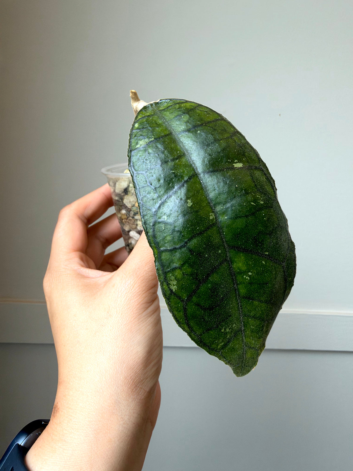 Hoya combo 1	J1