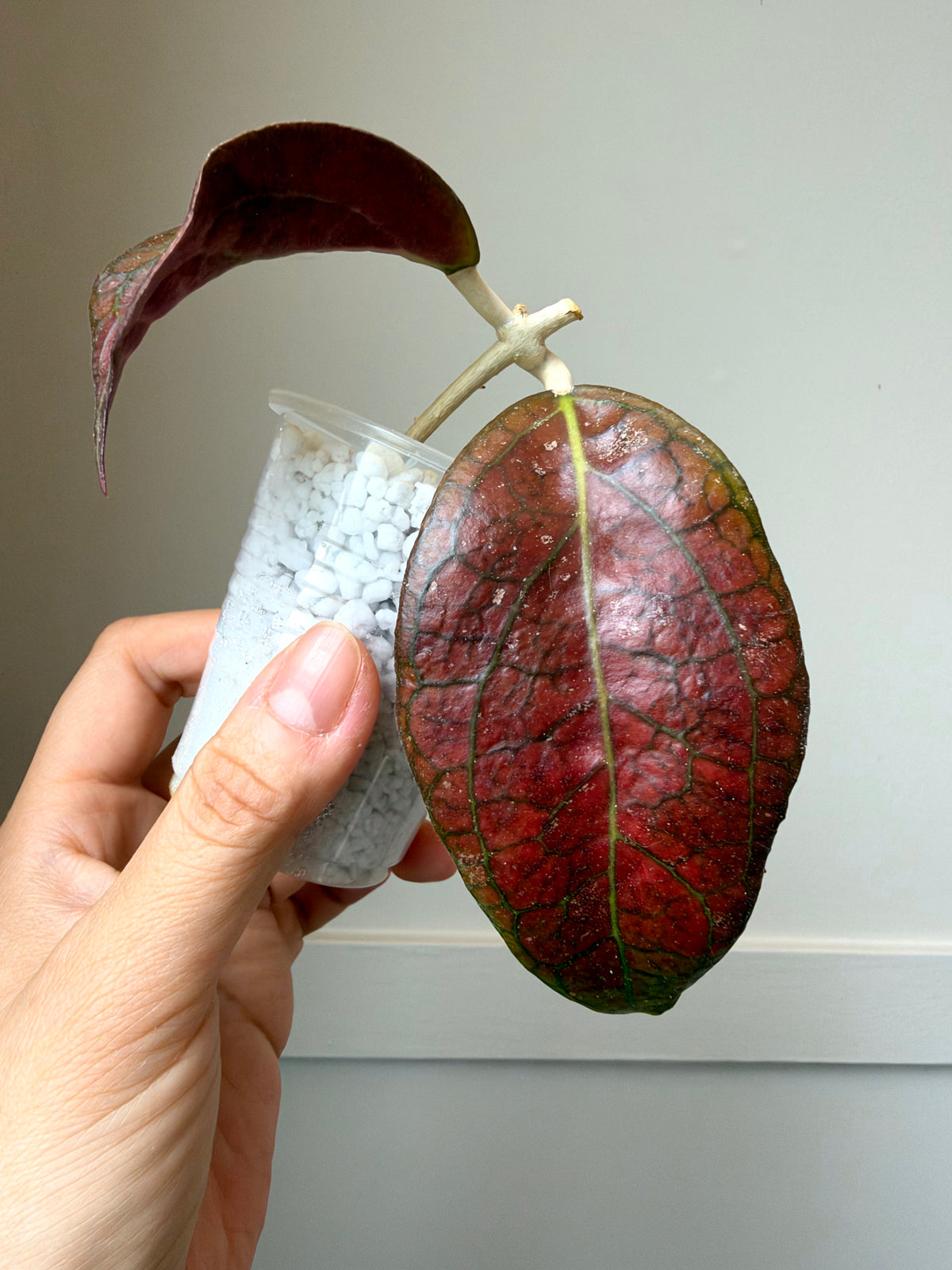 Hoya combo 1	J1