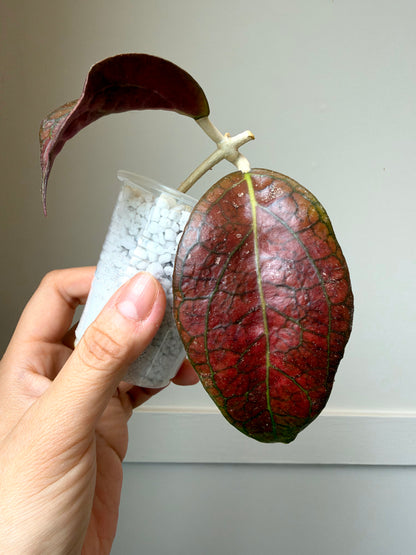 Hoya combo 1	J1