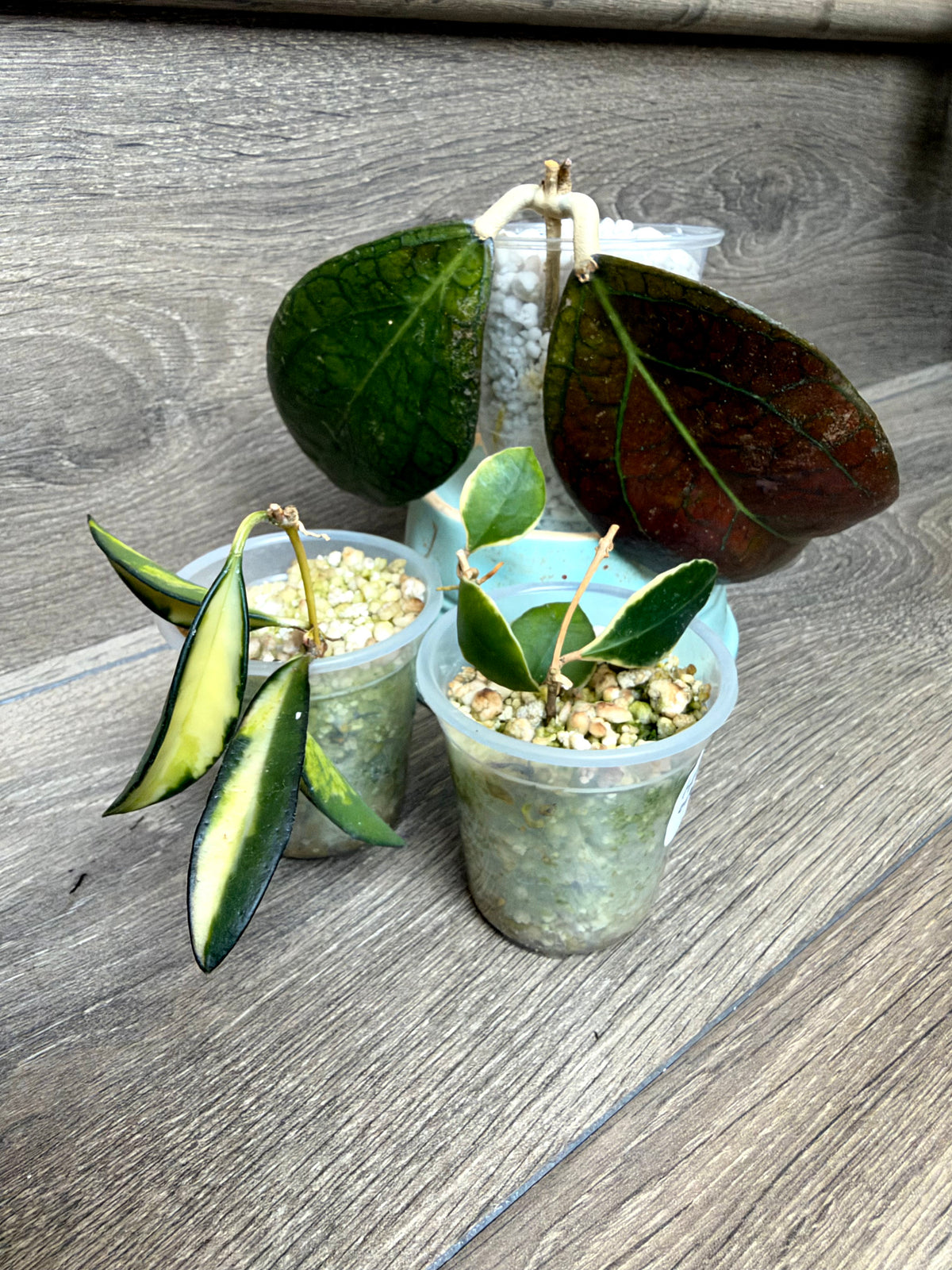 Hoya combo 2	J2