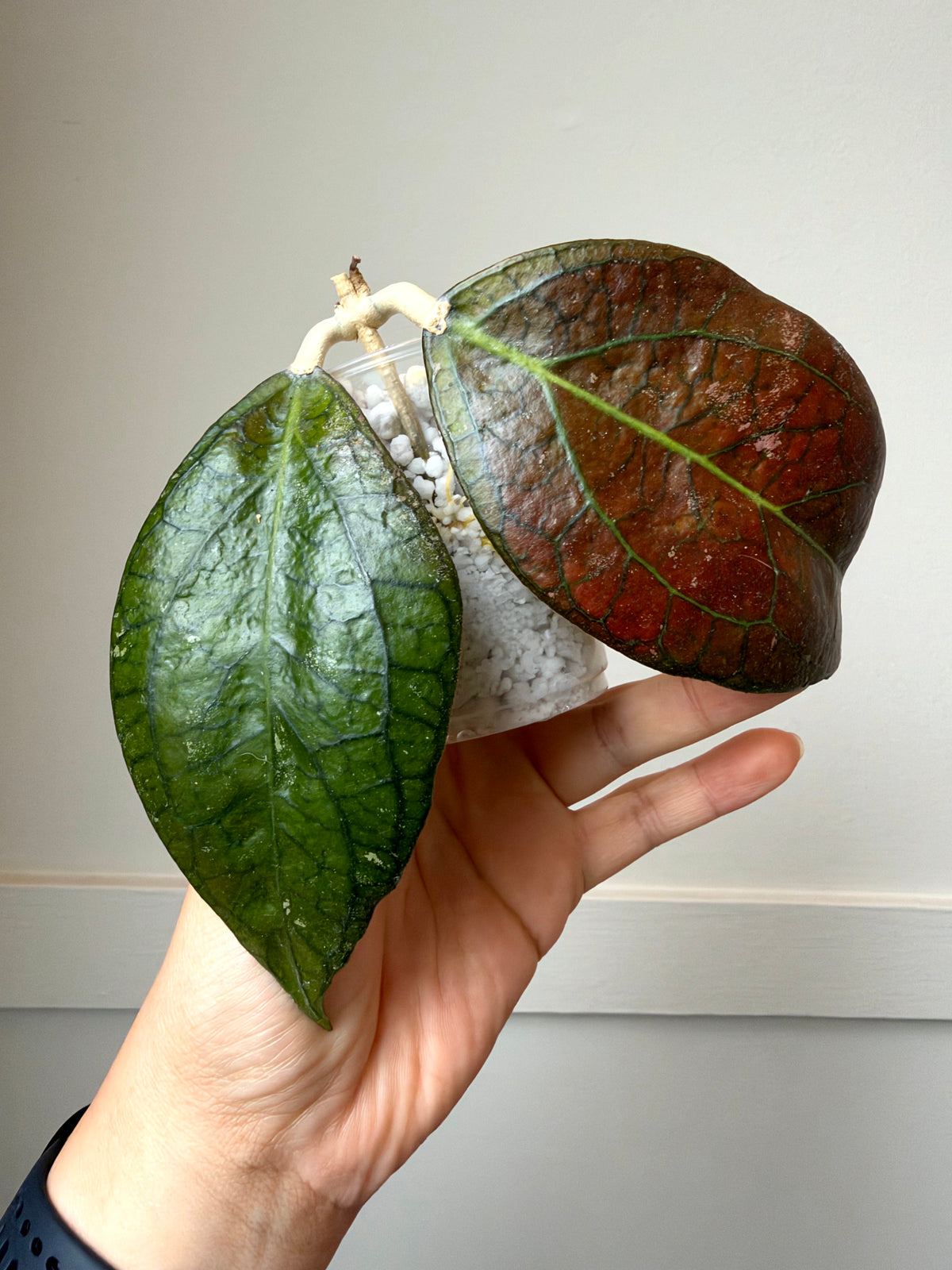 Hoya combo 2	J2