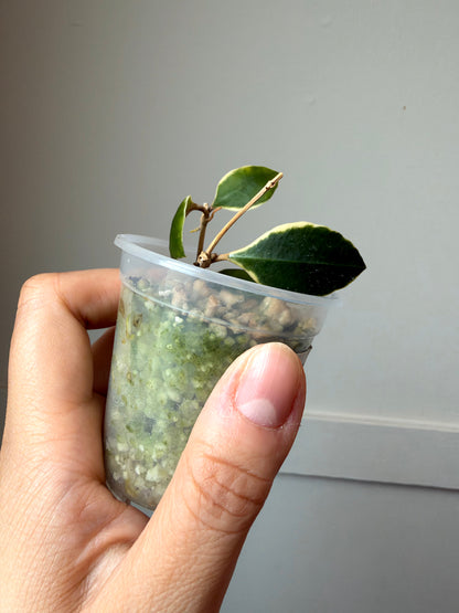 Hoya combo 2	J2