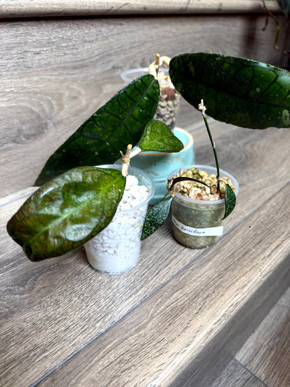 Hoya combo 3	J3