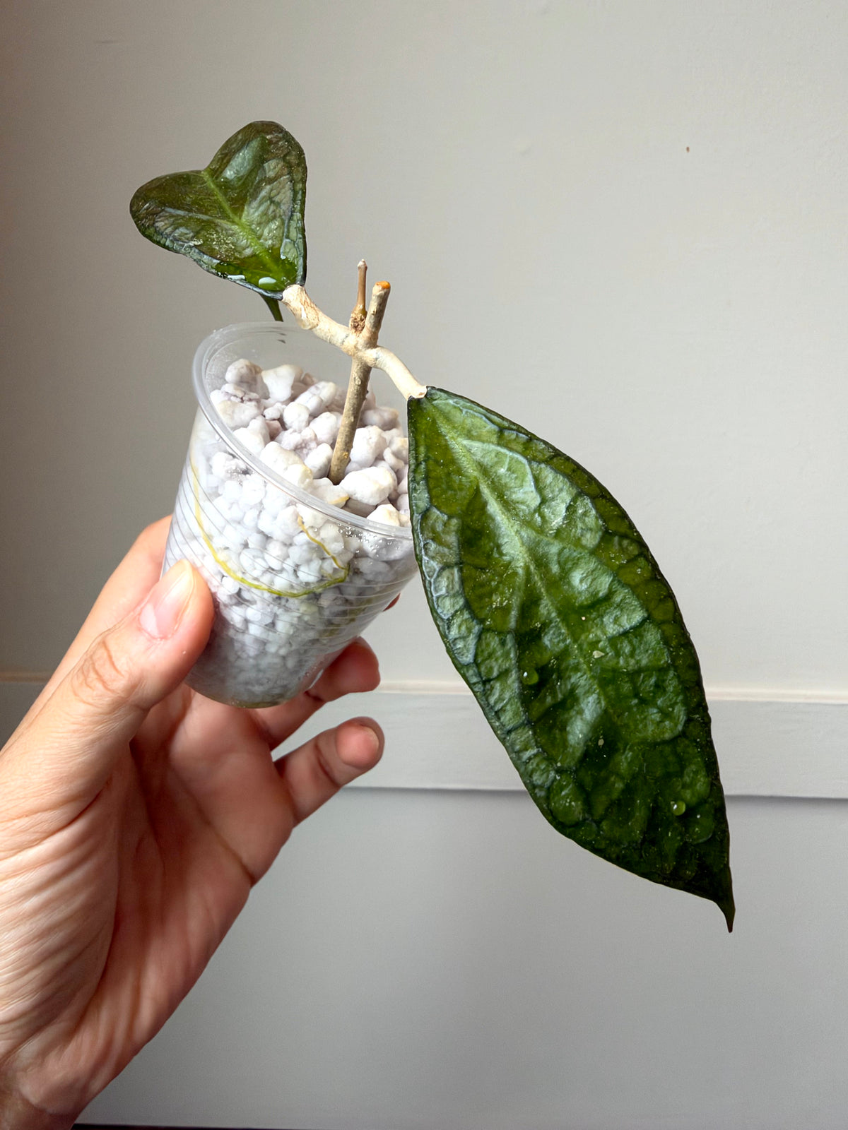 Hoya combo 3	J3