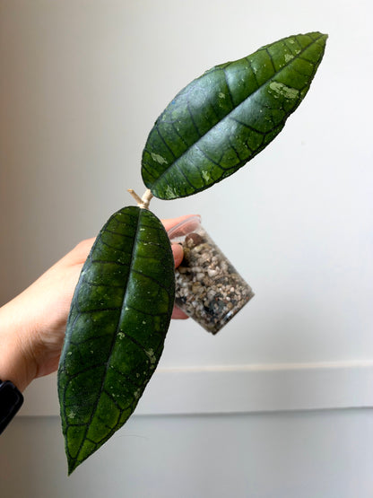 Hoya combo 3	J3