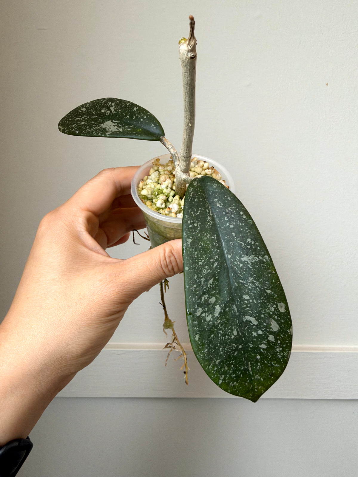 Hoya diversifolia (splash)	J4