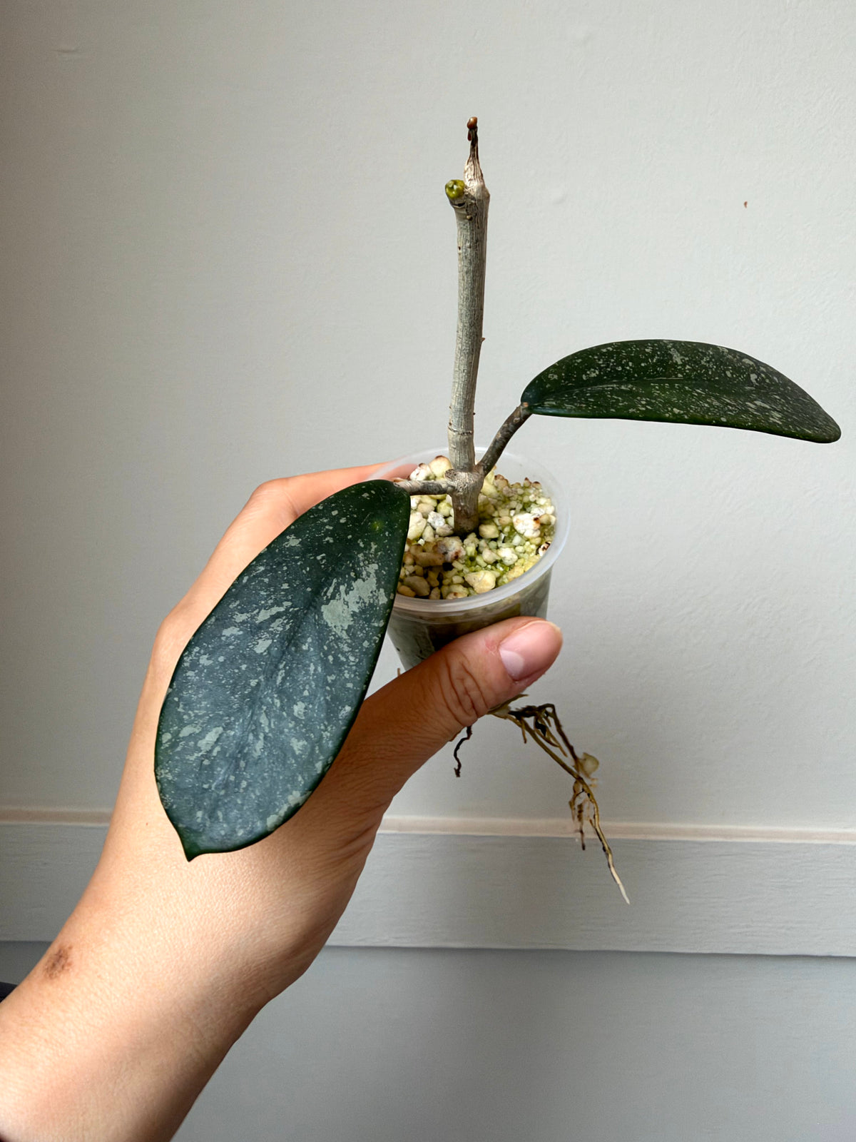 Hoya diversifolia (splash)	J4