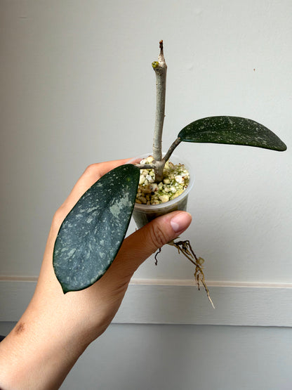 Hoya diversifolia (splash)	J4