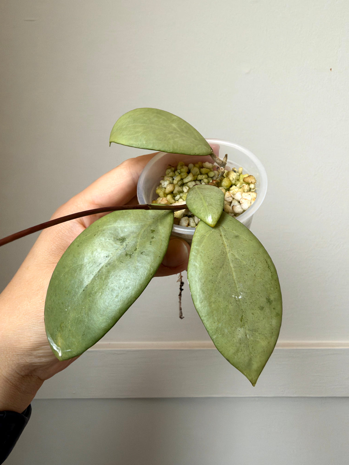 Hoya erythrostemma (Silver)	J5