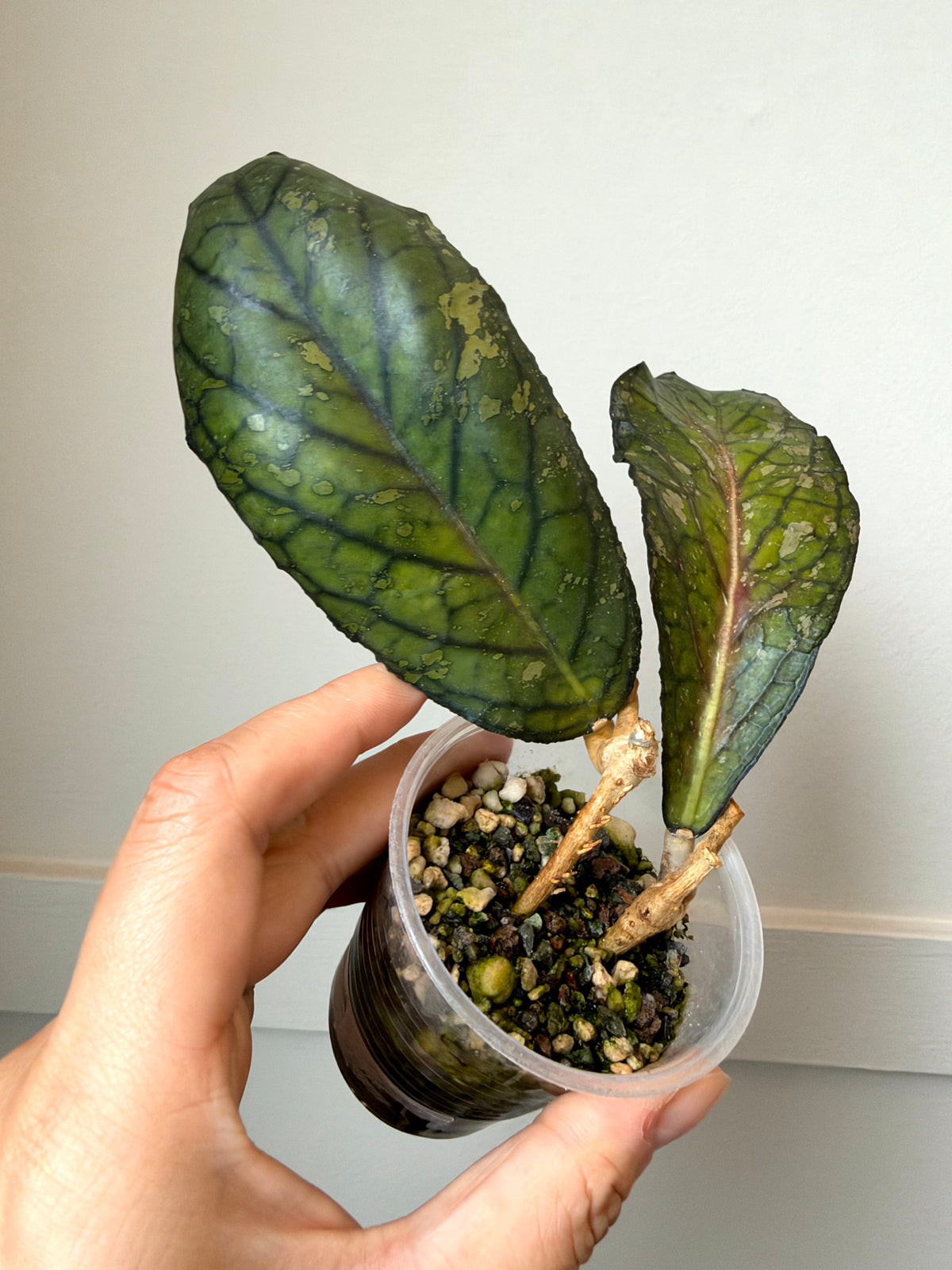 Hoya sp. (Tanggamus)	J6