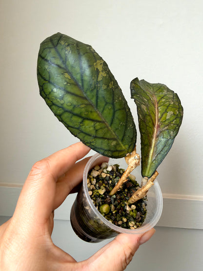 Hoya sp. (Tanggamus)	J6