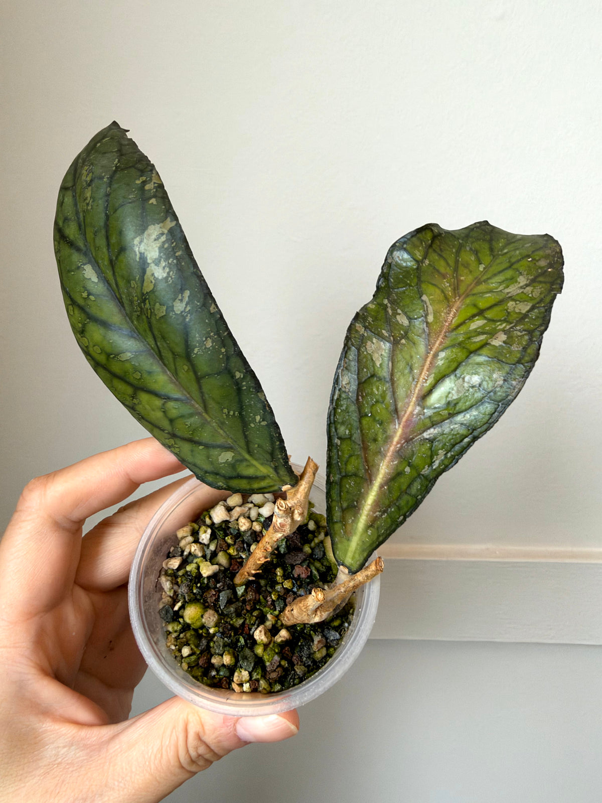 Hoya sp. (Tanggamus)	J6