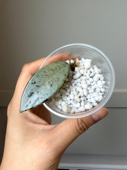Hoya Wilbur Graves 2	J8