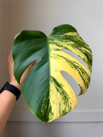 Monstera deliciosa Aurea 1	J9