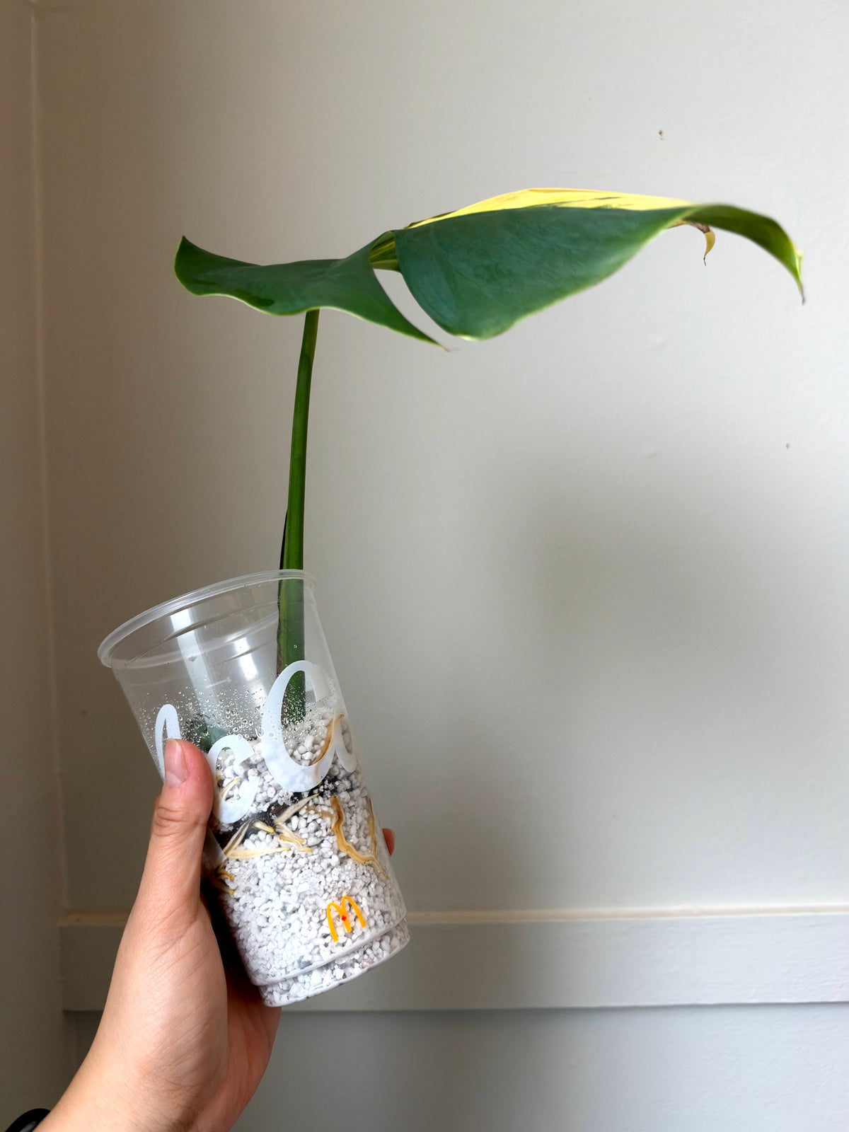 Monstera deliciosa Aurea 1	J9