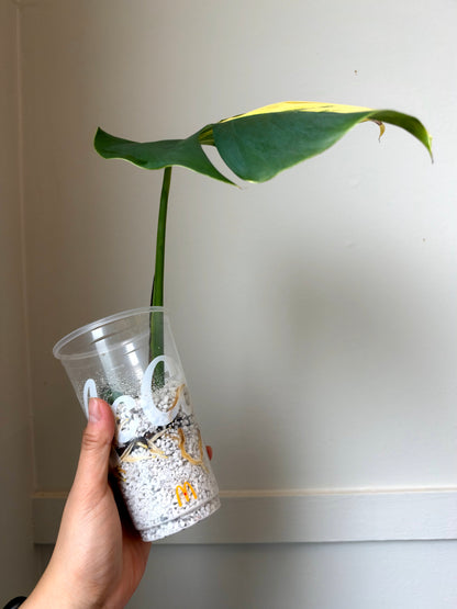 Monstera deliciosa Aurea 1	J9