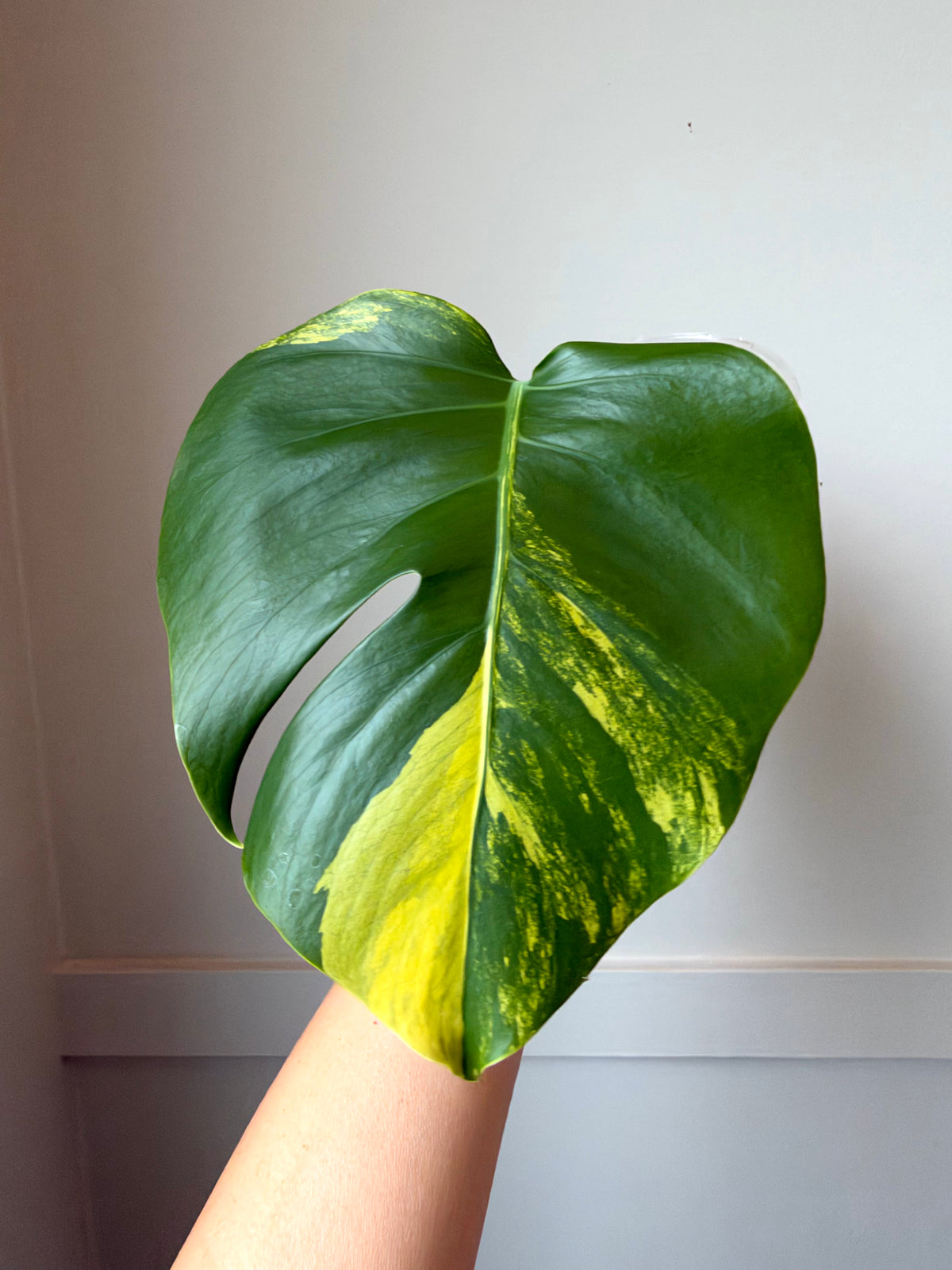 Monstera deliciosa Aurea 2	J10
