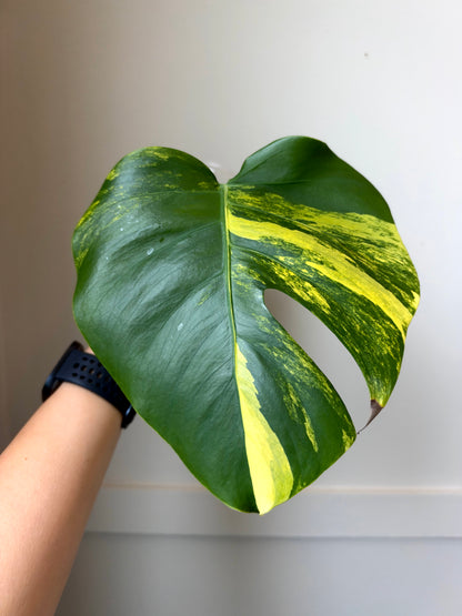 Monstera deliciosa Aurea 2	J11