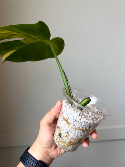 Monstera deliciosa Aurea 2	J11