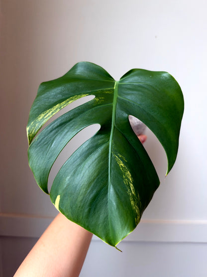 Monstera deliciosa Aurea 2	J12