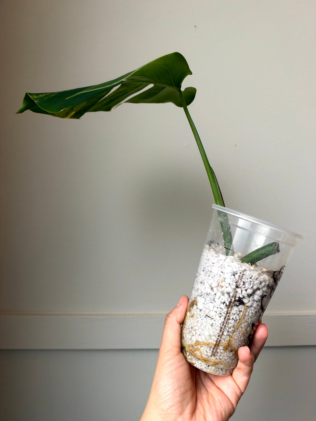 Monstera deliciosa Aurea 2	J12