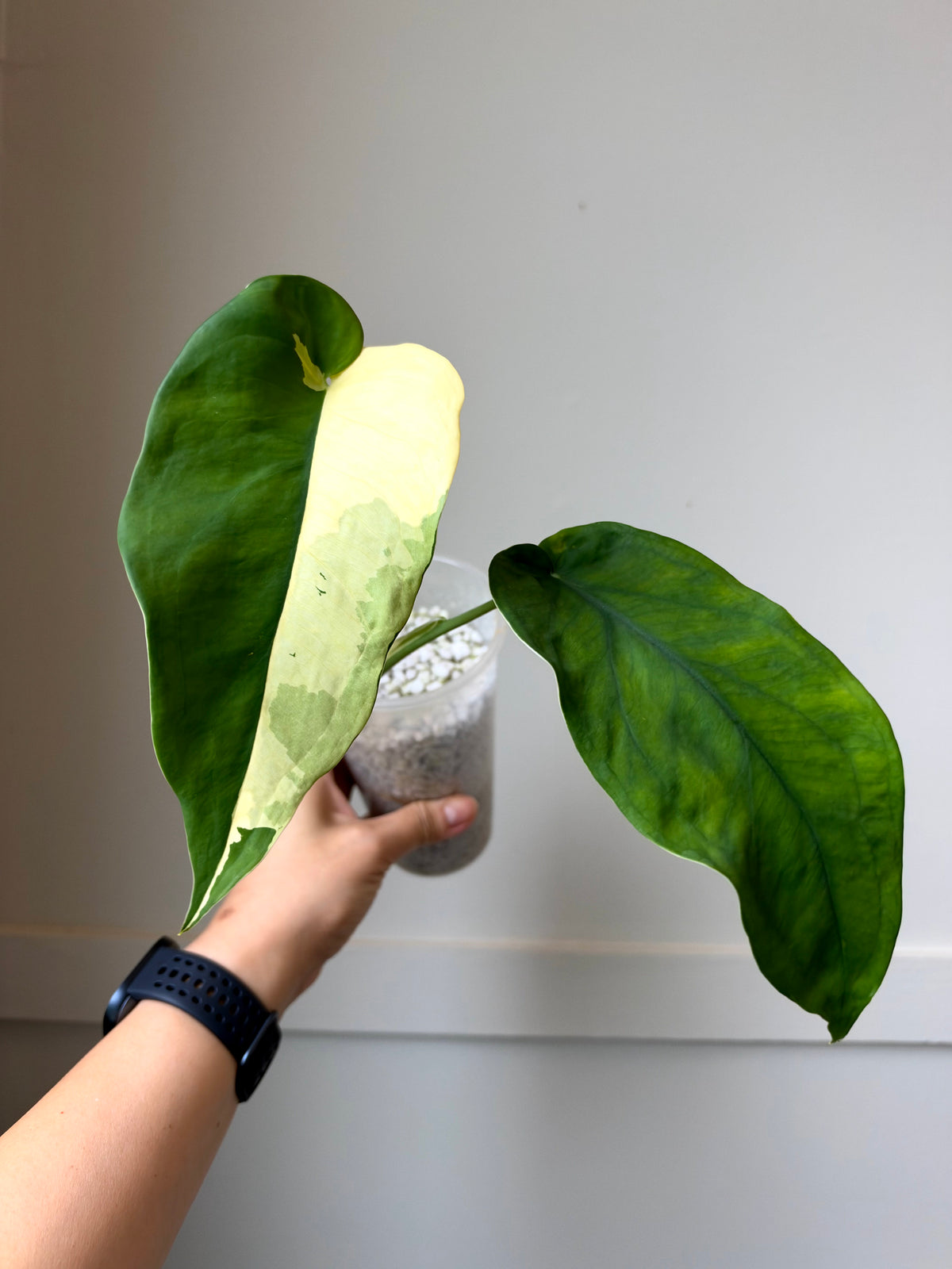 Syngonium chiapense variegated	J13