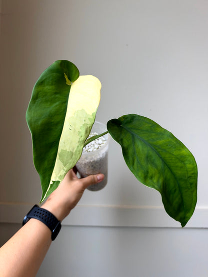 Syngonium chiapense variegated	J13
