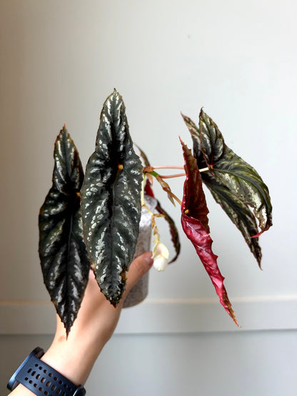 Begonia lubbersii	J14