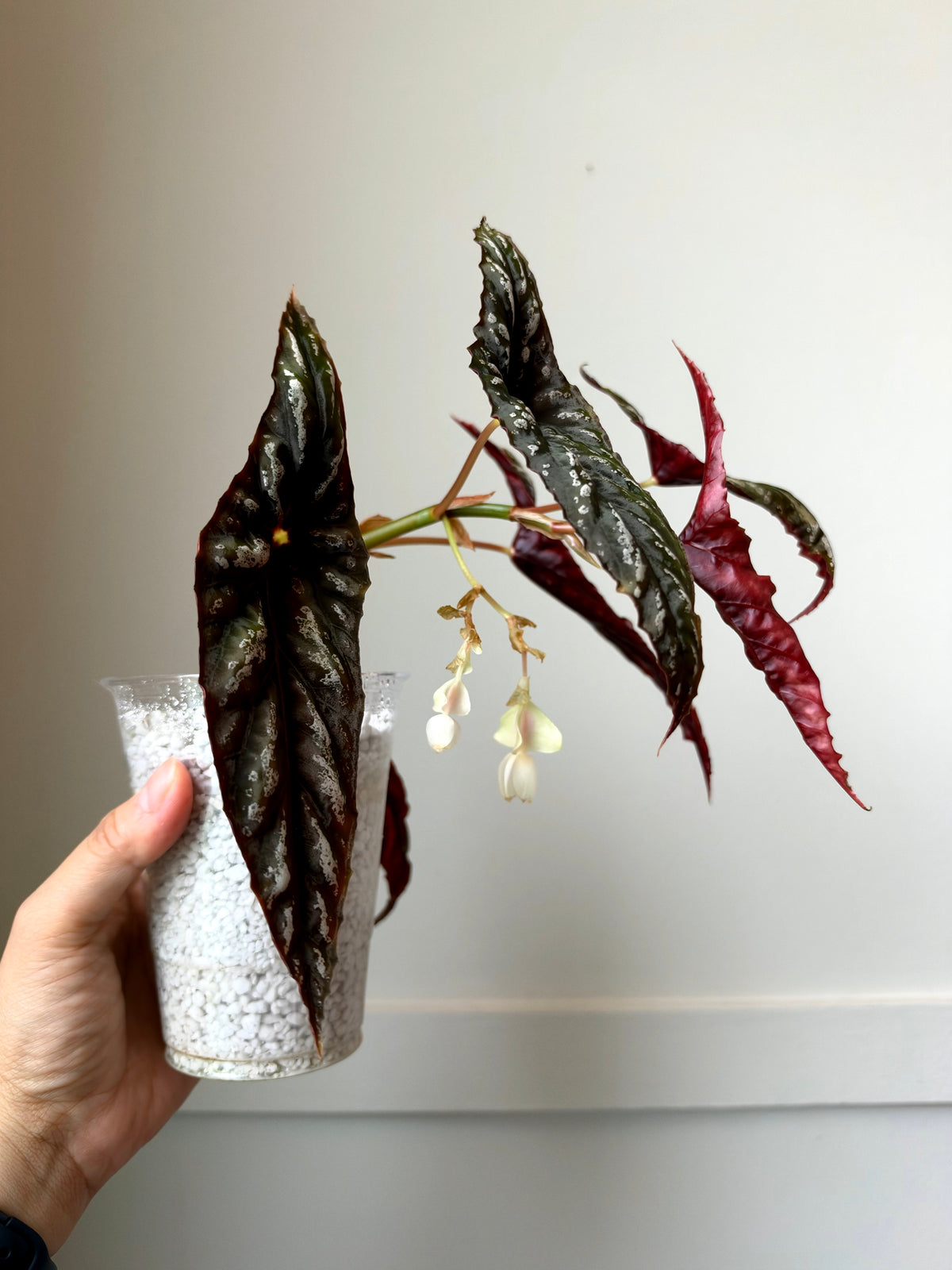 Begonia lubbersii	J14