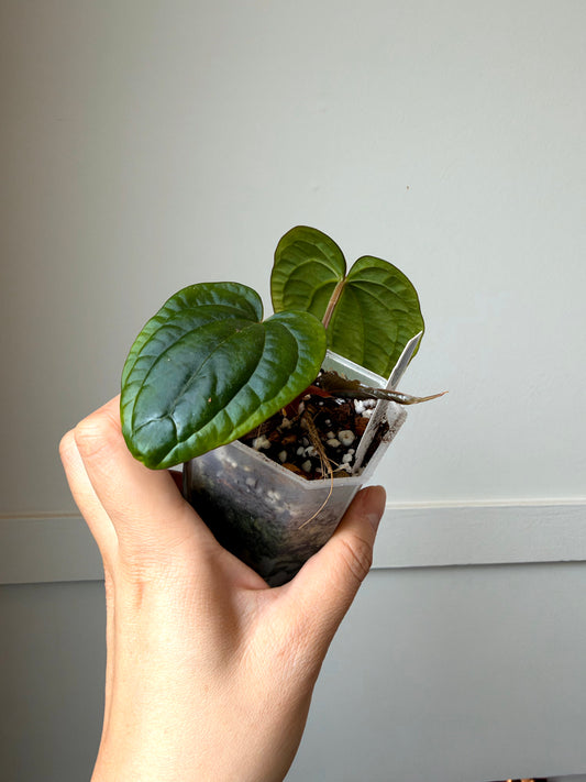 Anthurium dressleri x Self	J15
