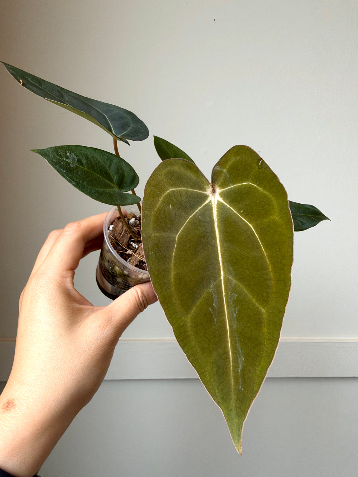 Anthurium (Carla c BVEP) x (forgetii x Carla)	J16