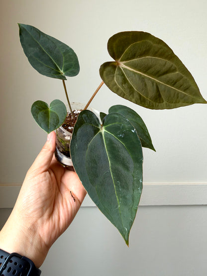 Anthurium (Carla c BVEP) x (forgetii x Carla)	J16