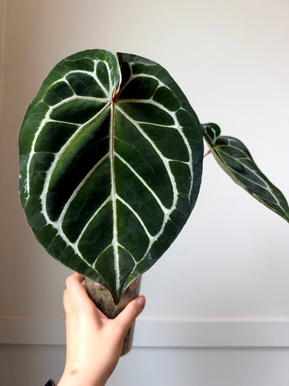 Anthurium Brielle x forgetii	J17