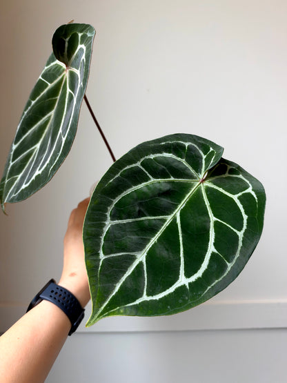 Anthurium Brielle x forgetii	J17