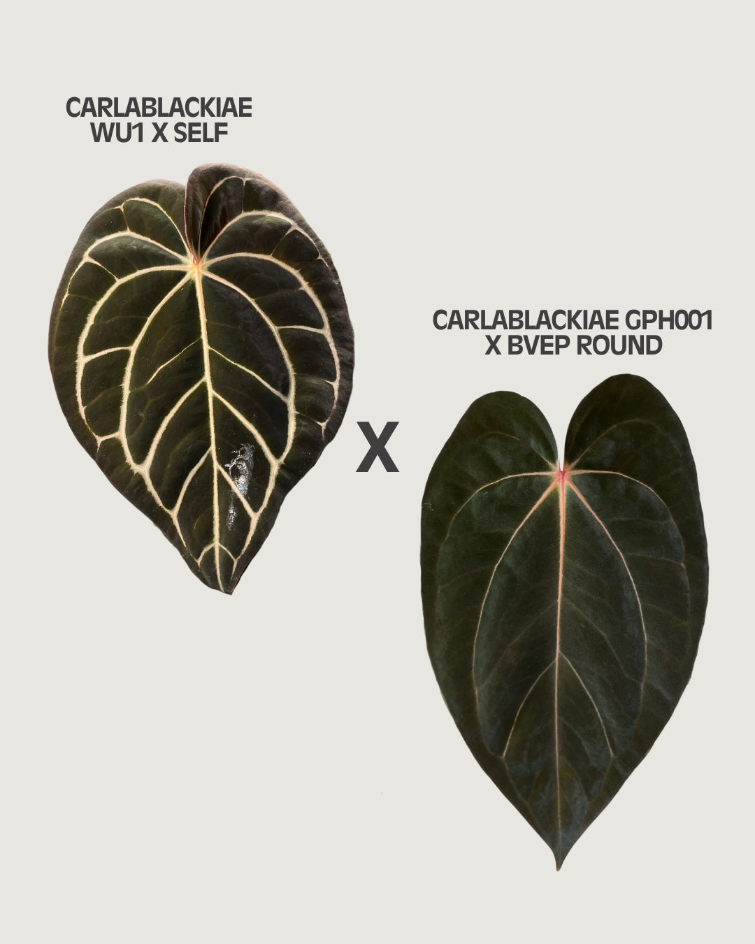 Anthurium carlablackiae x (carlablackiae x BVEP) [A1]