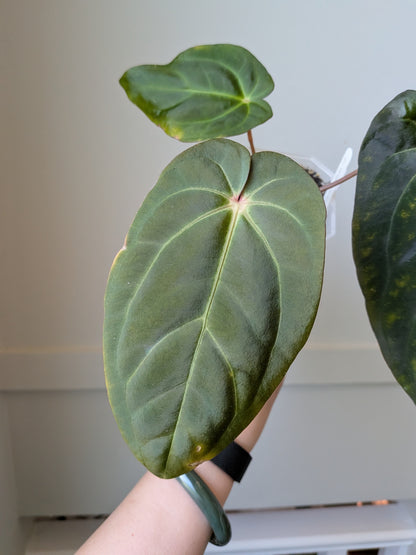Anthurium carlablackiae x FSRL F2	J1