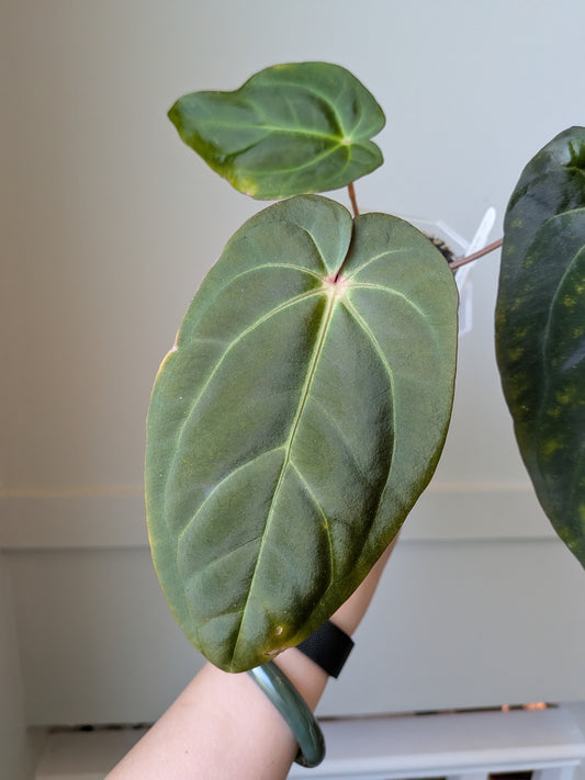 Anthurium carlablackiae x FSRL F2	J1