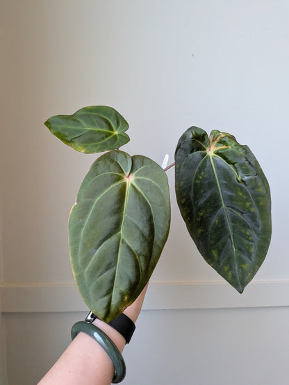 Anthurium carlablackiae x FSRL F2	J1